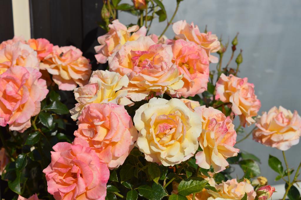 Mamoucafecouette Bed & Breakfast Roz-sur-Couesnon Luaran gambar